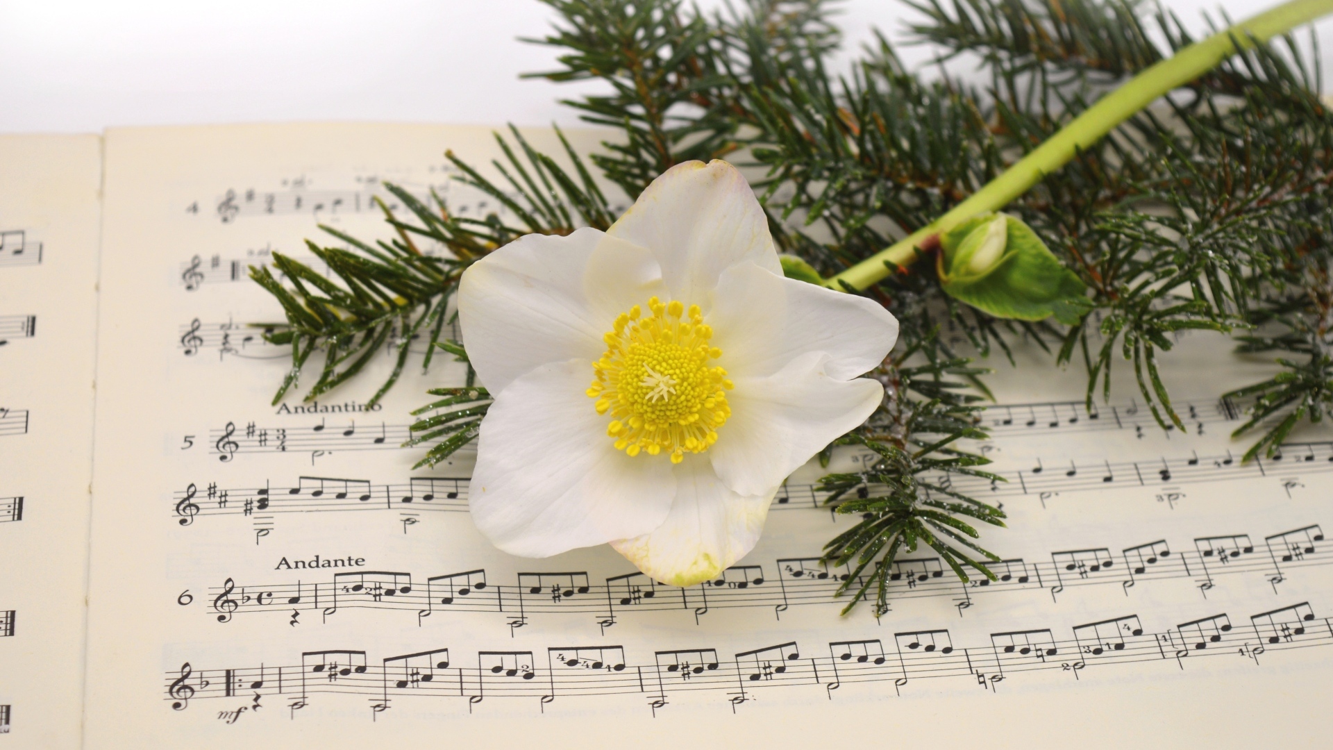 Белый цветок морозника с еловой веткой на нотной тетради