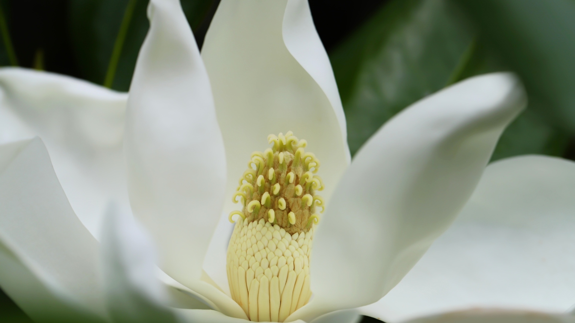 Белый крупный цветок магнолии вблизи