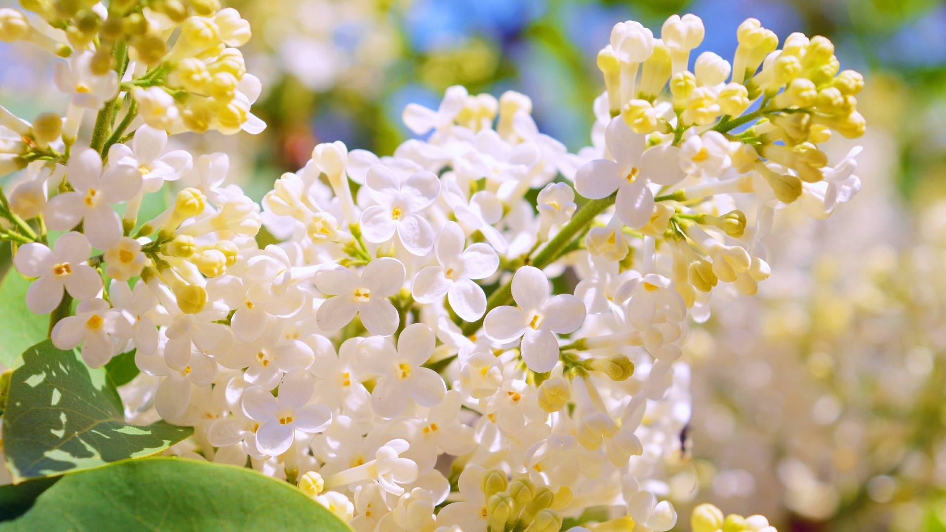 Белые цветы сирени крупным планом