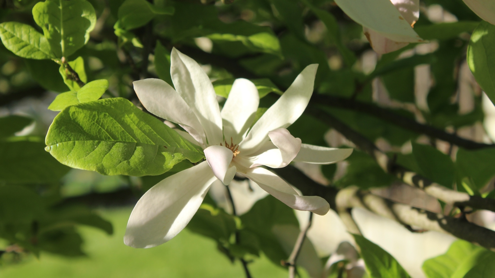 Белый цветок магнолии в зеленых листьях