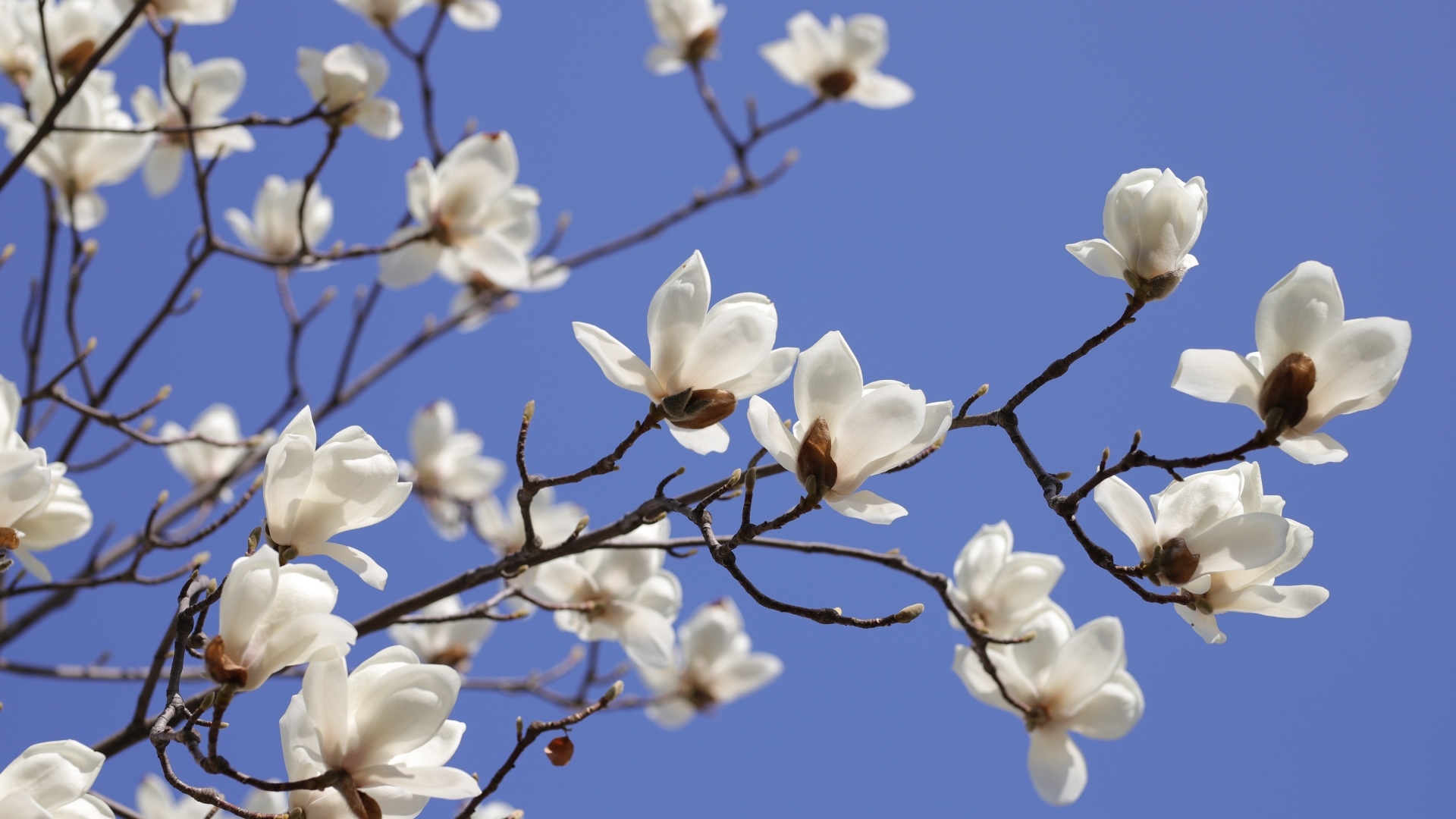 Белые цветы магнолии на ветке на фоне голубого неба