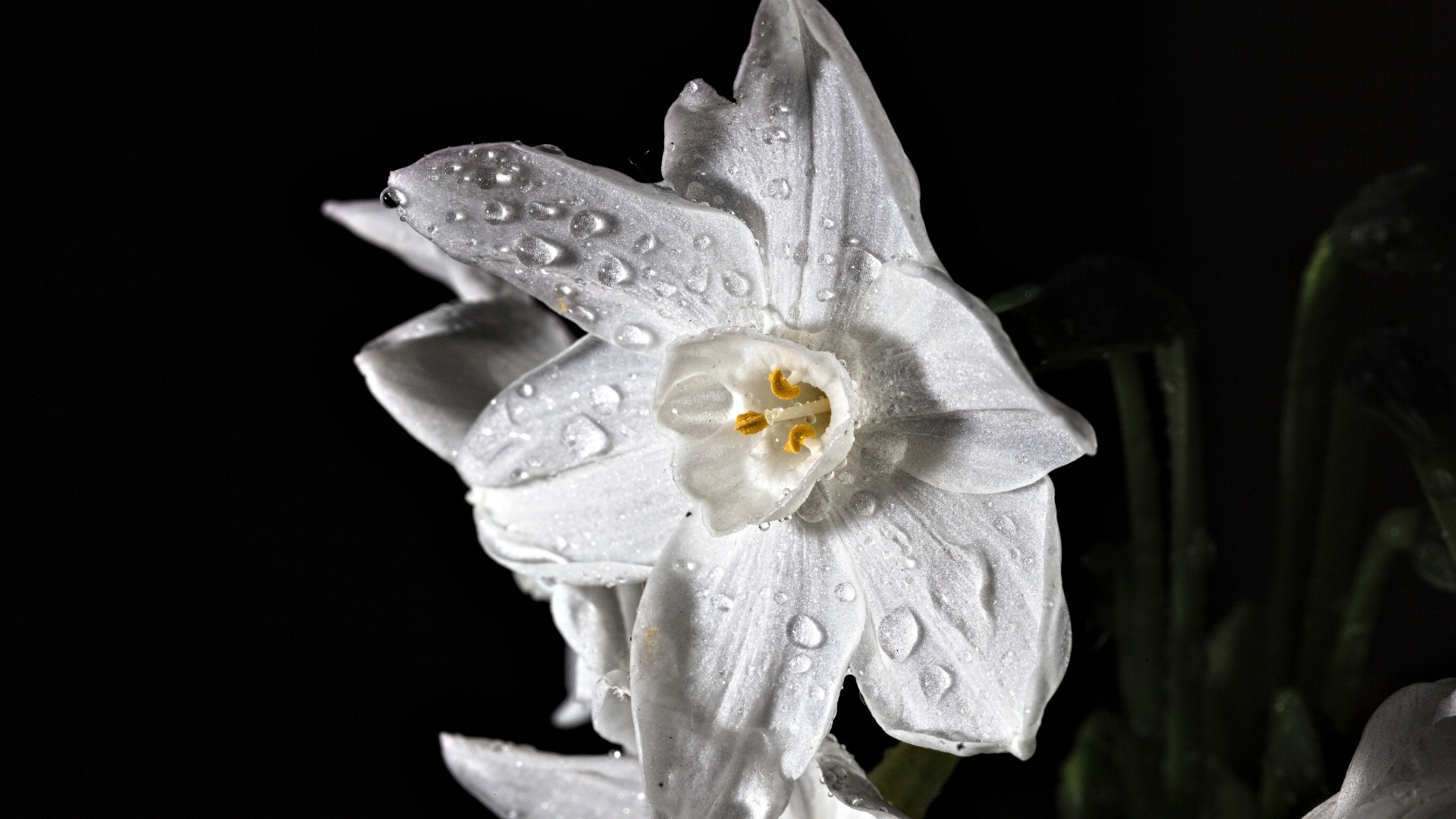 Белый цветок нарцисса в каплях росы