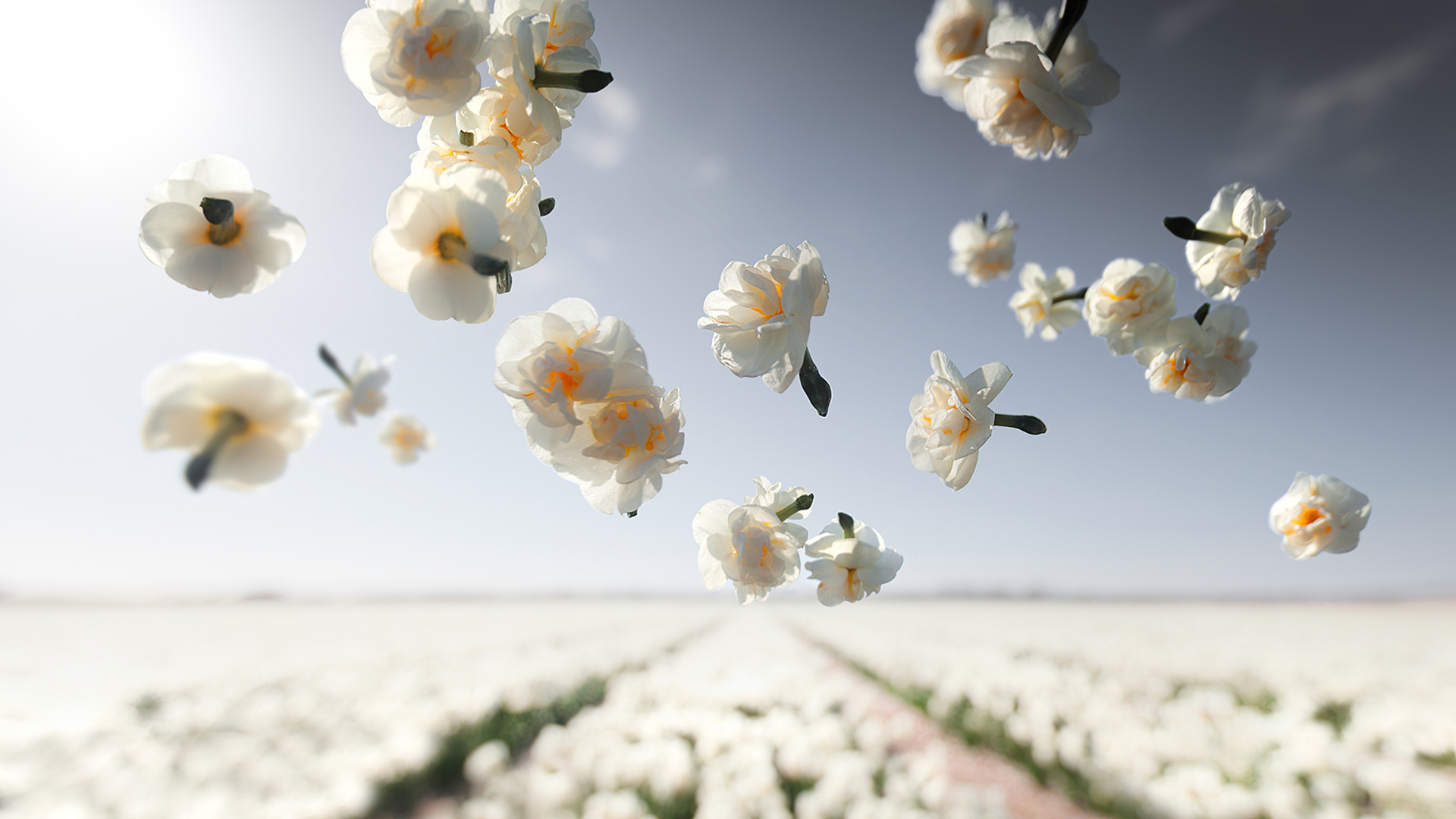 White narcissus flowers fly over the field