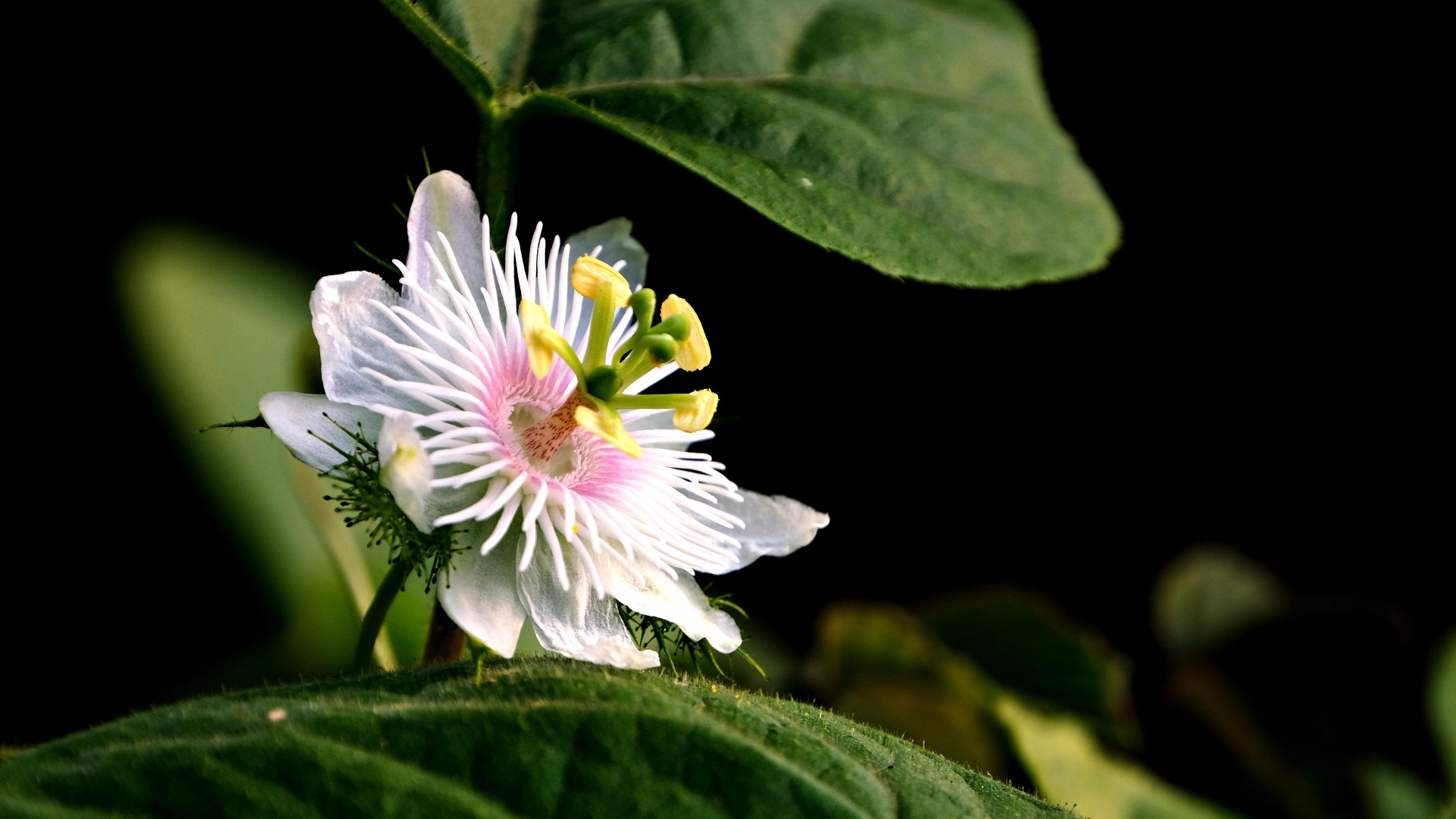 Белый цветок пассифлора с зелеными листьями