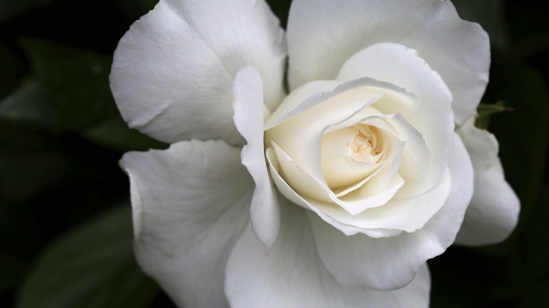 Цветок белой розы вблизи