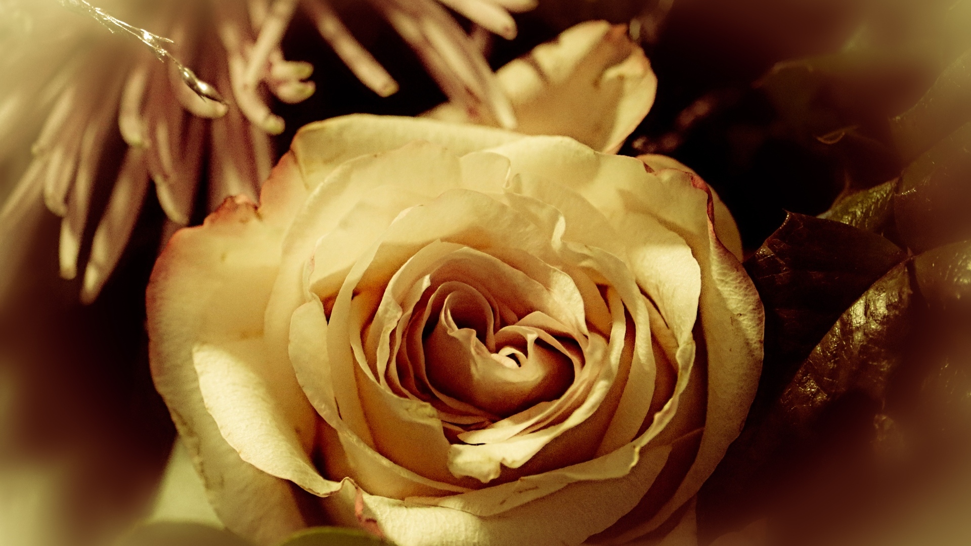 Белый цветок розы в букете вблизи