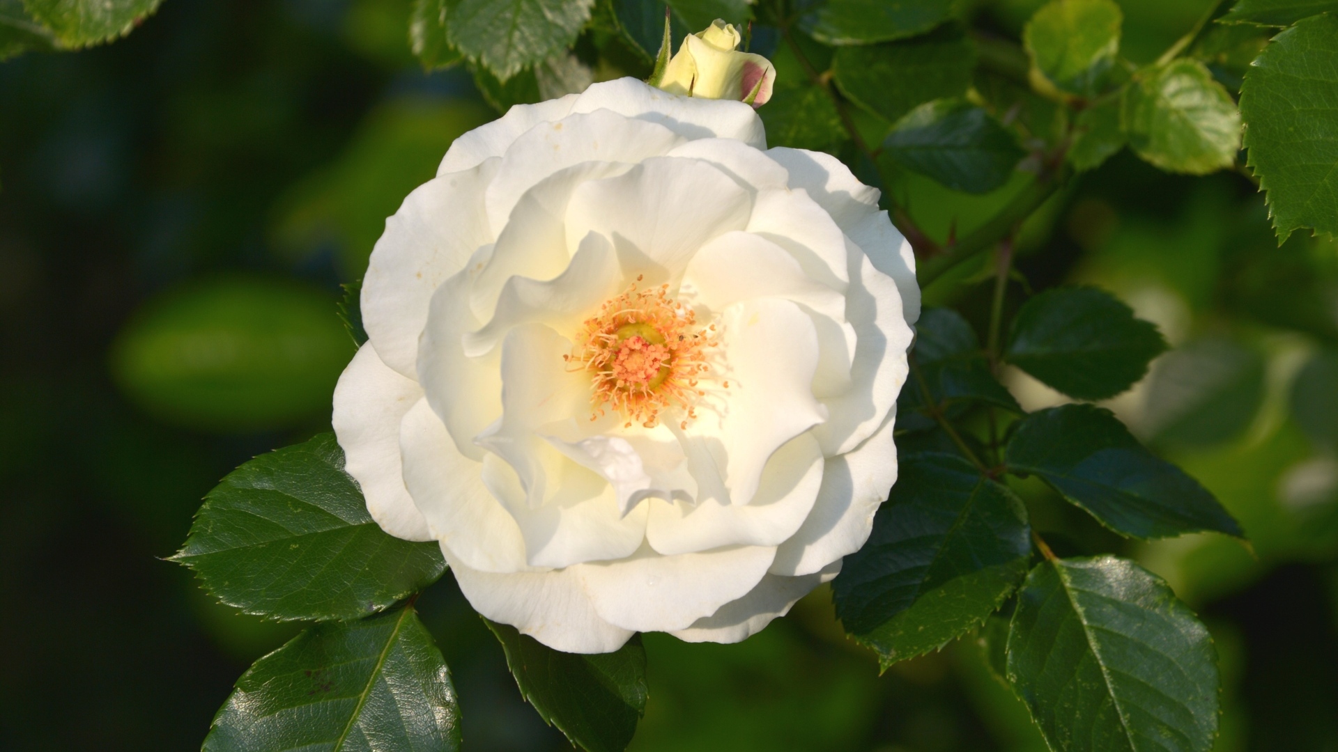 Белая роза в зеленых листьях на клумбе