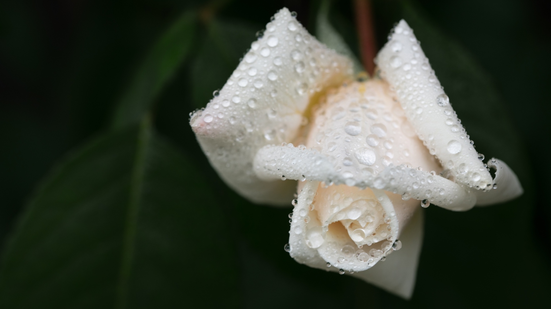 Белая роза в каплях воды крупным планом