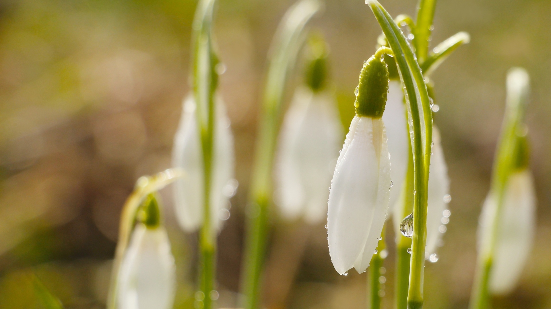 Белые цветы подснежника в каплях росы
