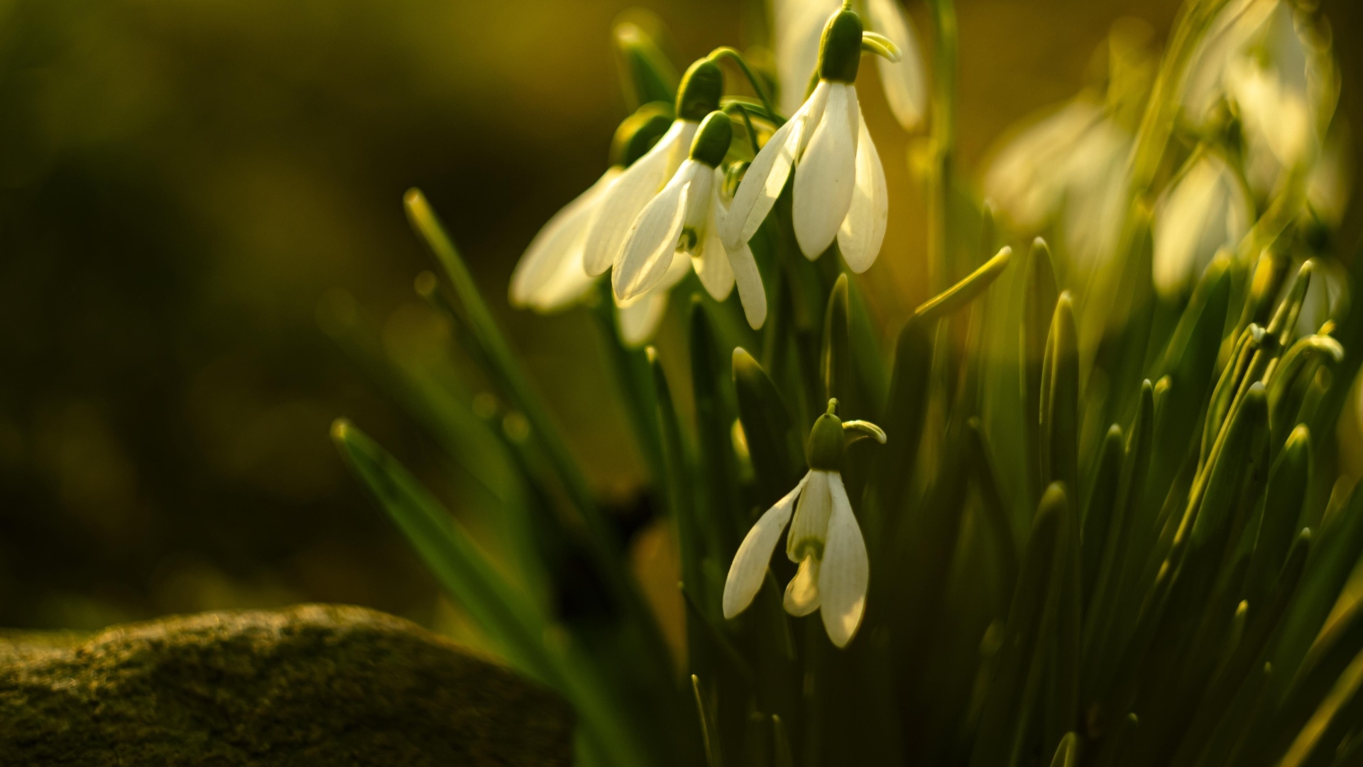 Белые цветы подснежника в лучах весеннего солнца