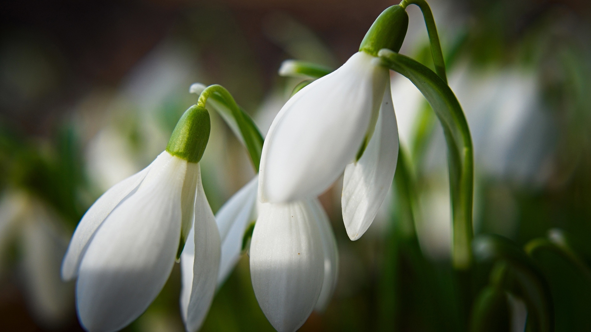 Белые подснежники крупным планом