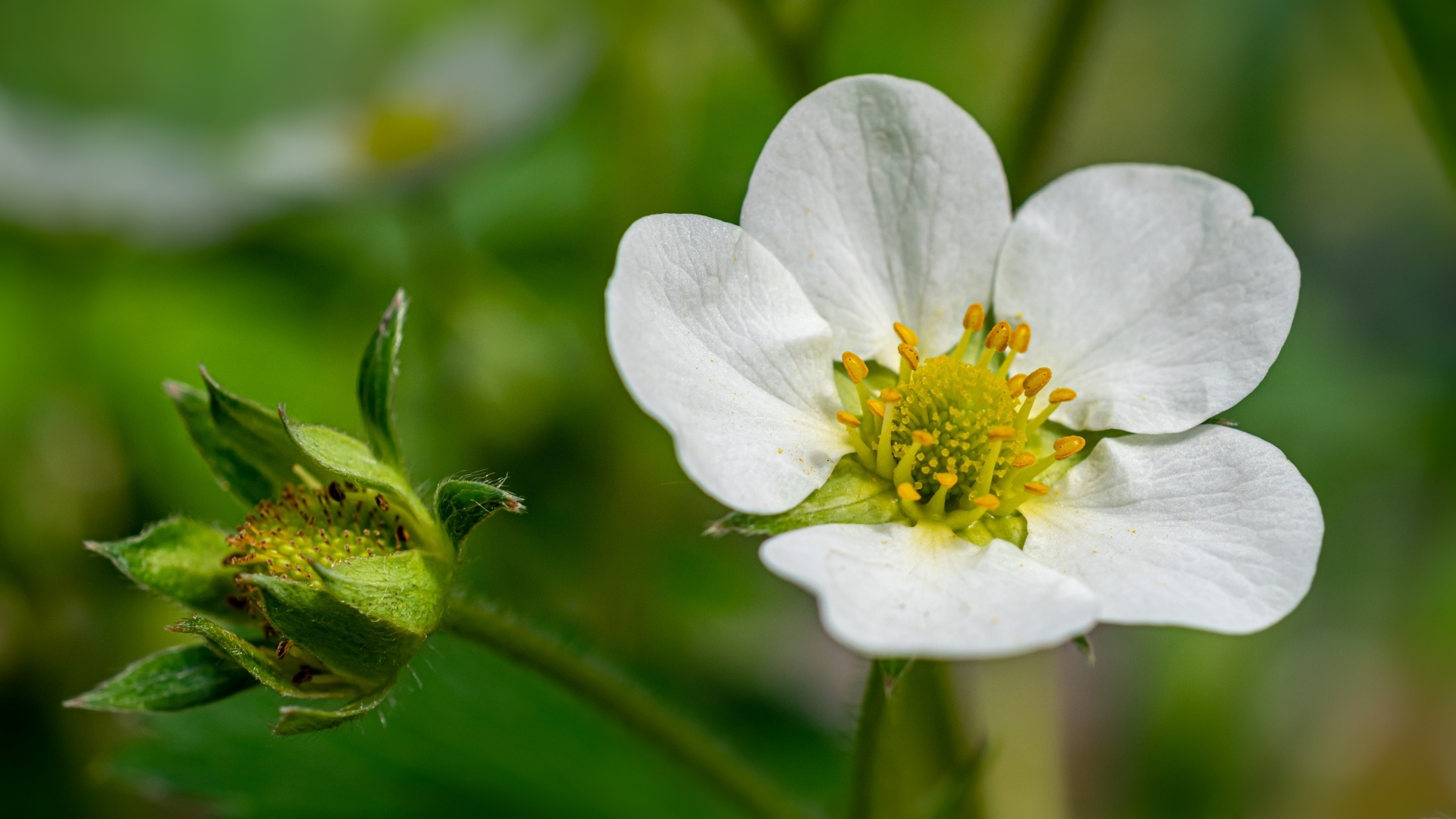 Белый цветок клубники с зеленой ягодой