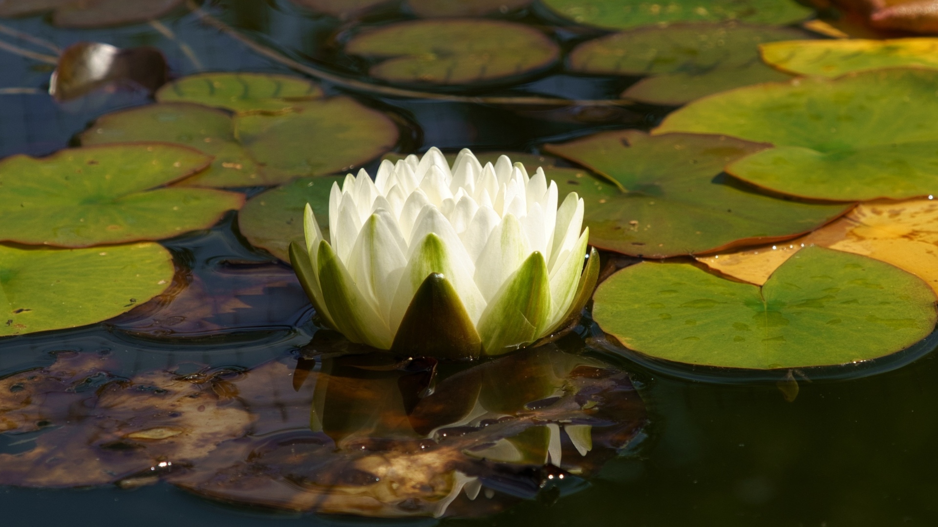 Белая водяная лилия плавает в зеленых листьях