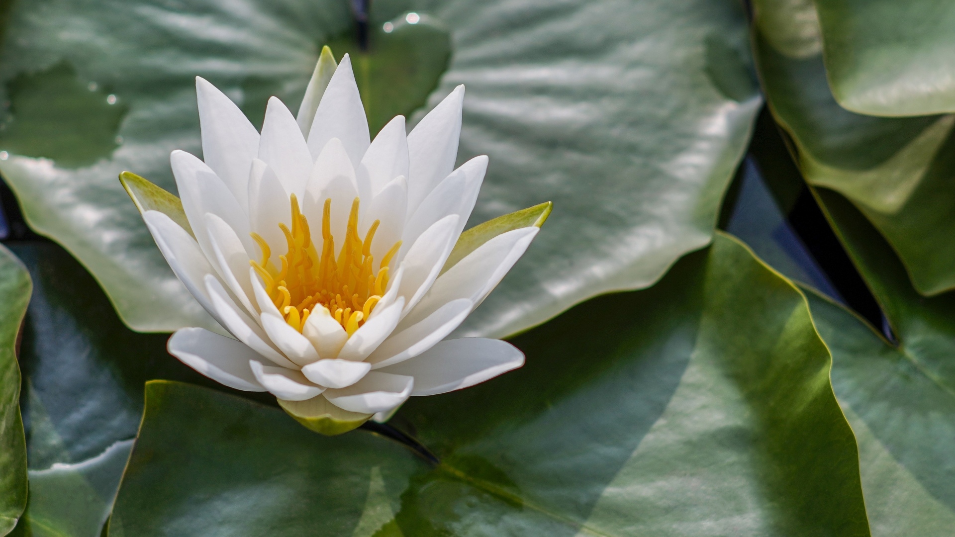 Белая кувшинка в зеленых листьях в воде