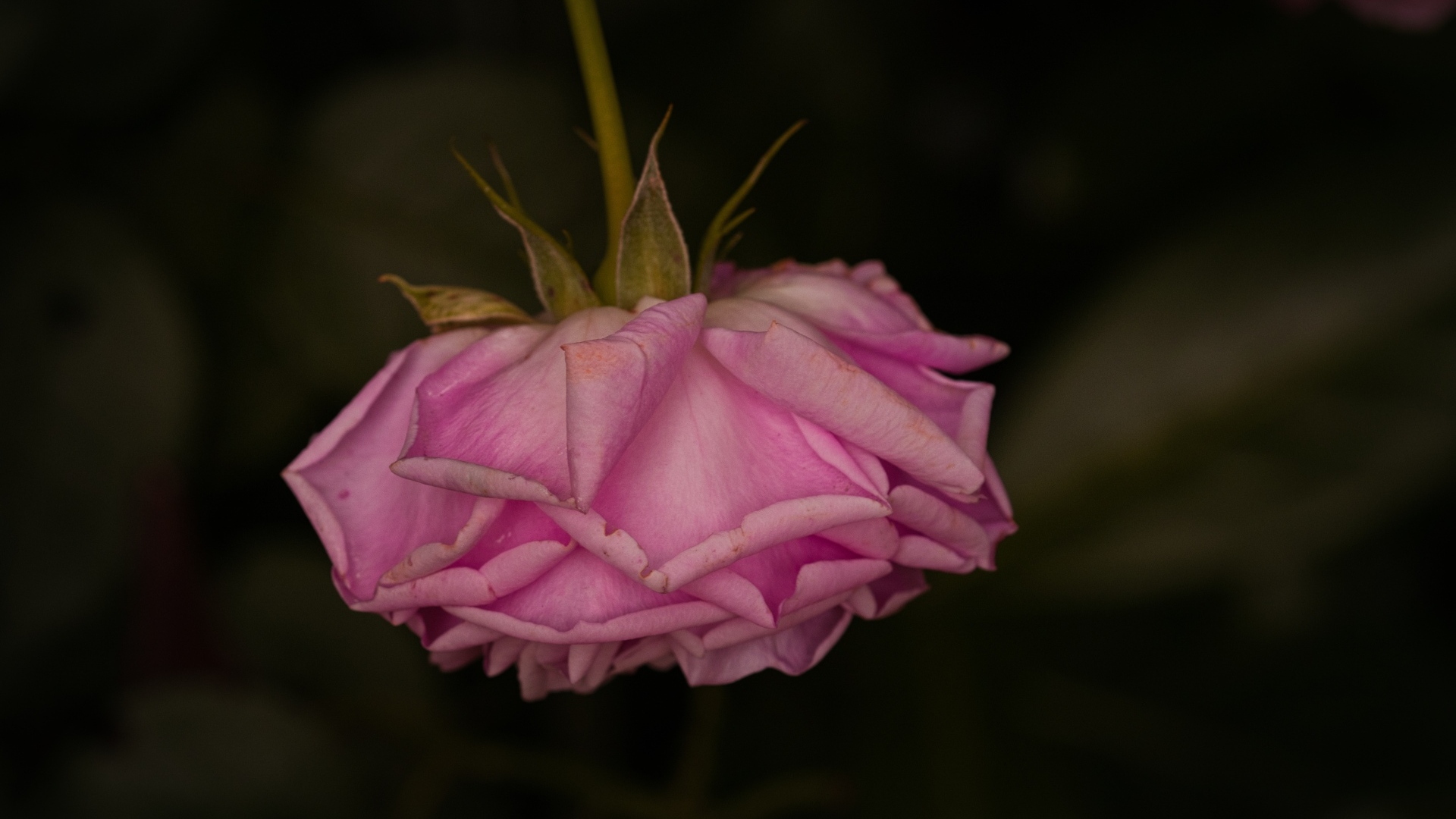 Увядшая розовая роза