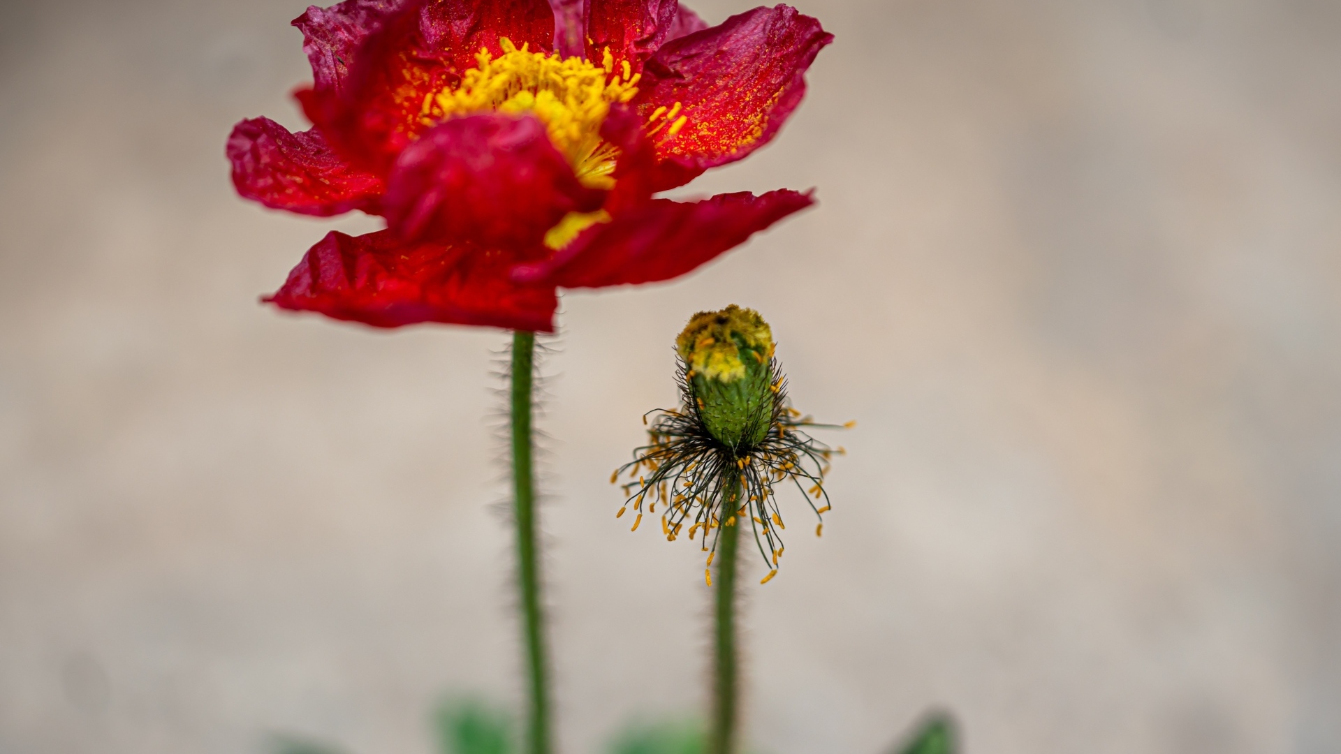 Увядшие лепестки красного мака