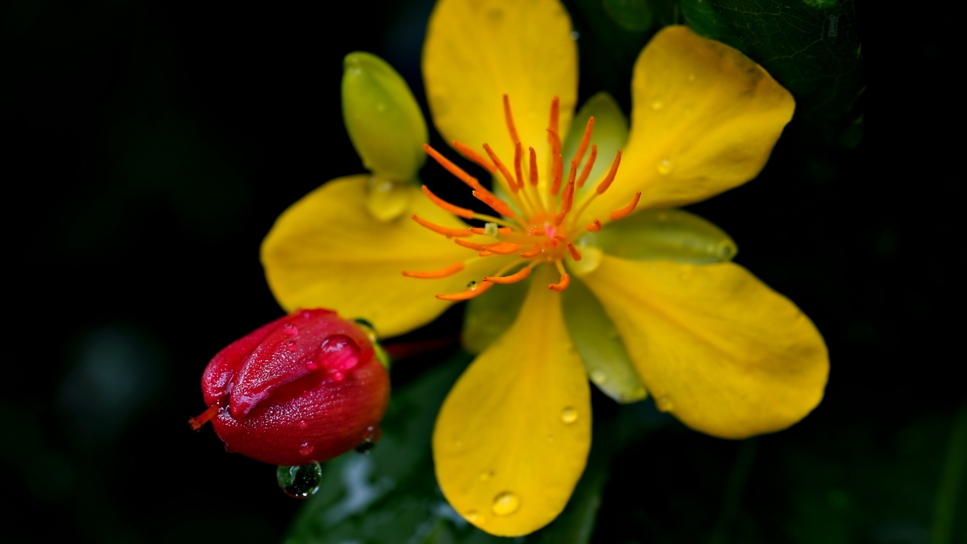 Желтый цветок зверобоя с бутоном крупным планом
