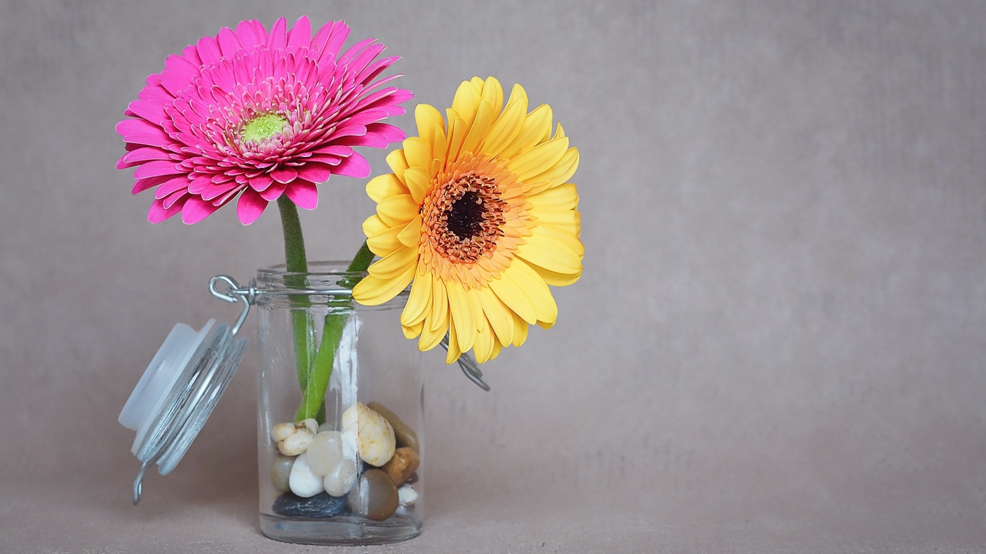 Желтый и розовый цветок герберы в банке