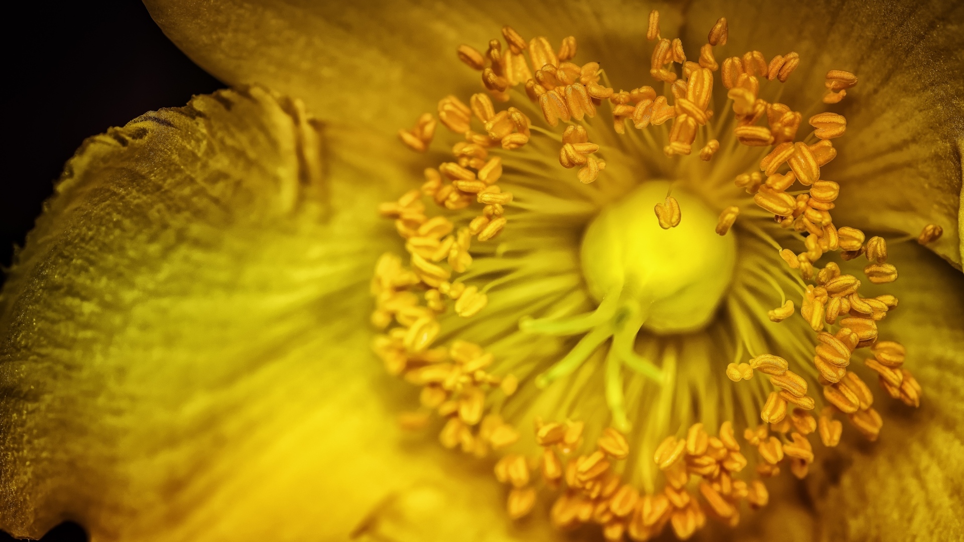 Желтый цветок анемоны крупным планом