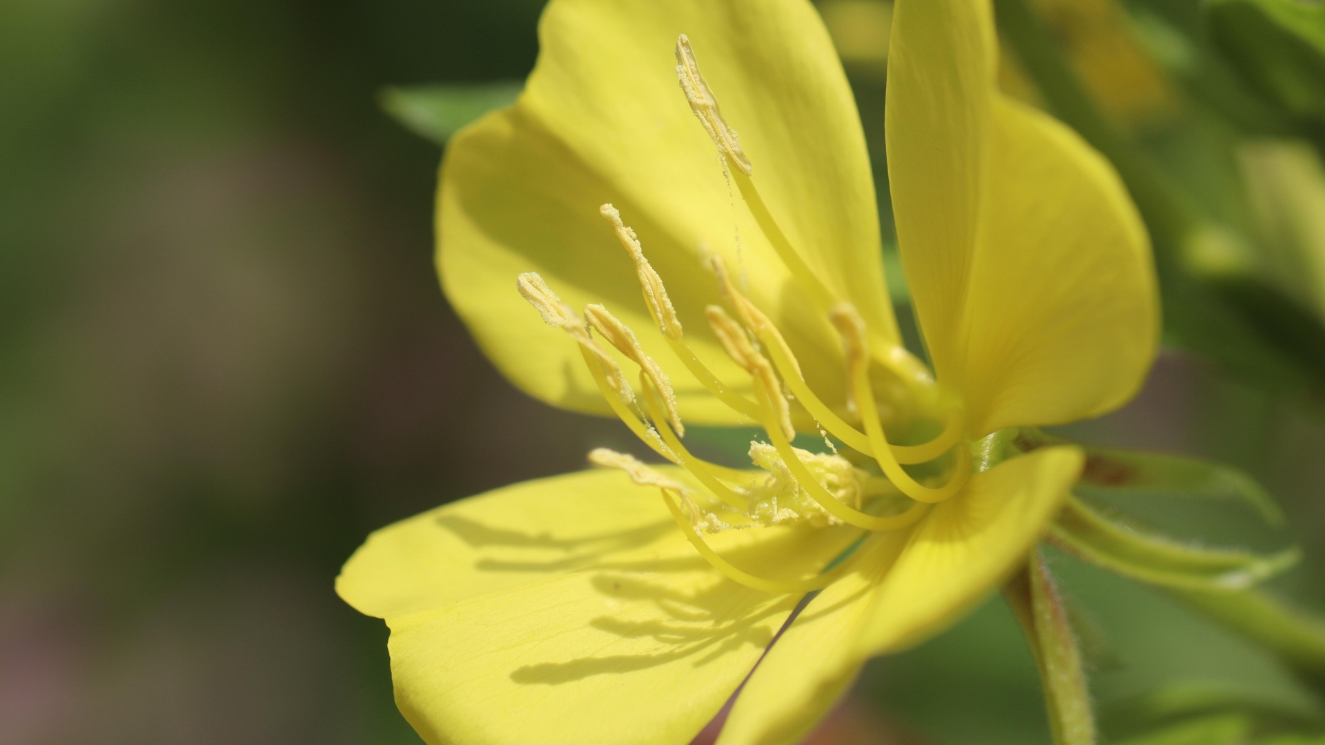 Желтый красивый цветок энотера