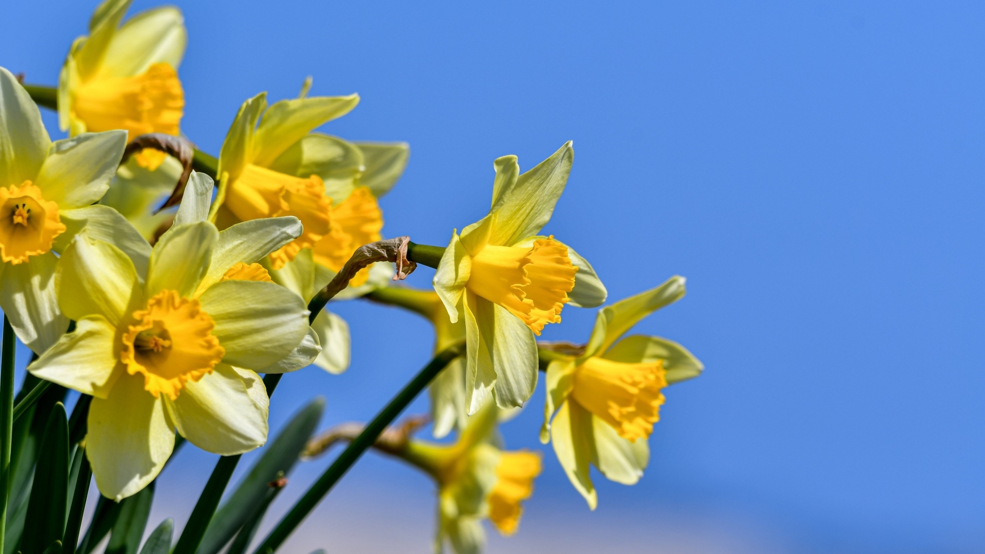 Желтые нарциссы на фоне голубого неба весной