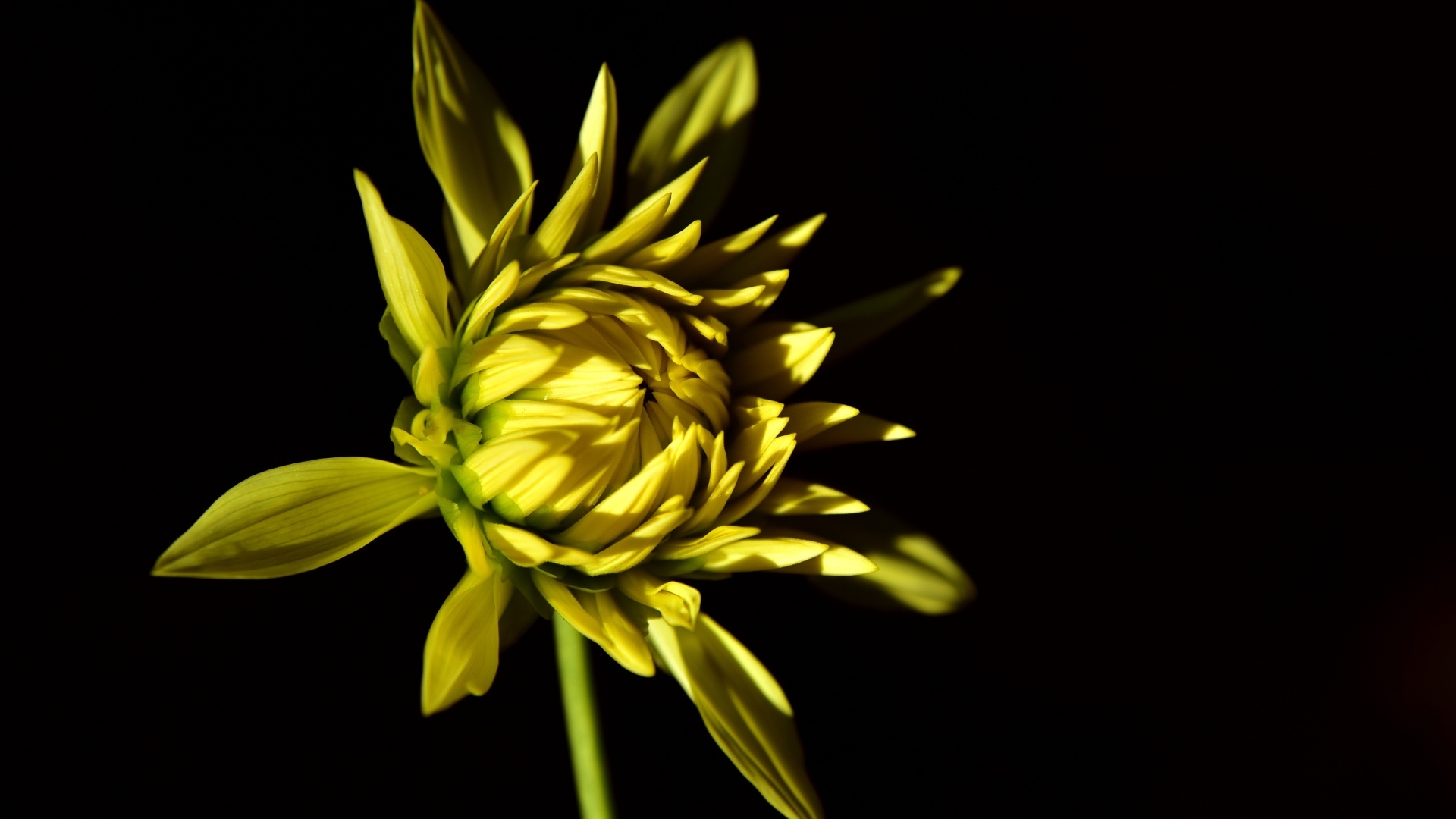 Желтый цветок георгина на черном фоне