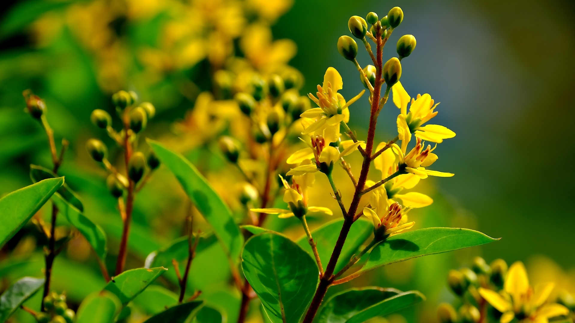 Желтые цветы на ветках