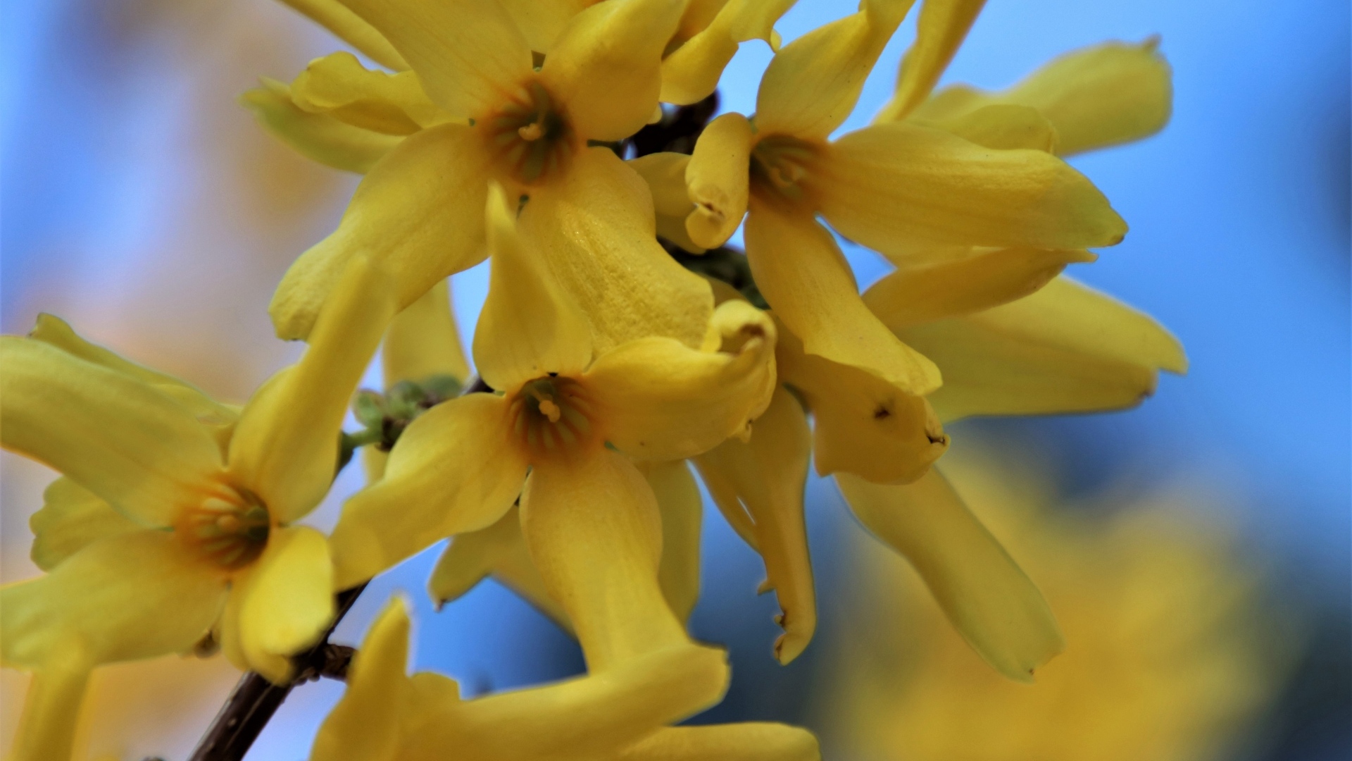 Желтые цветы форзиция крупным планом