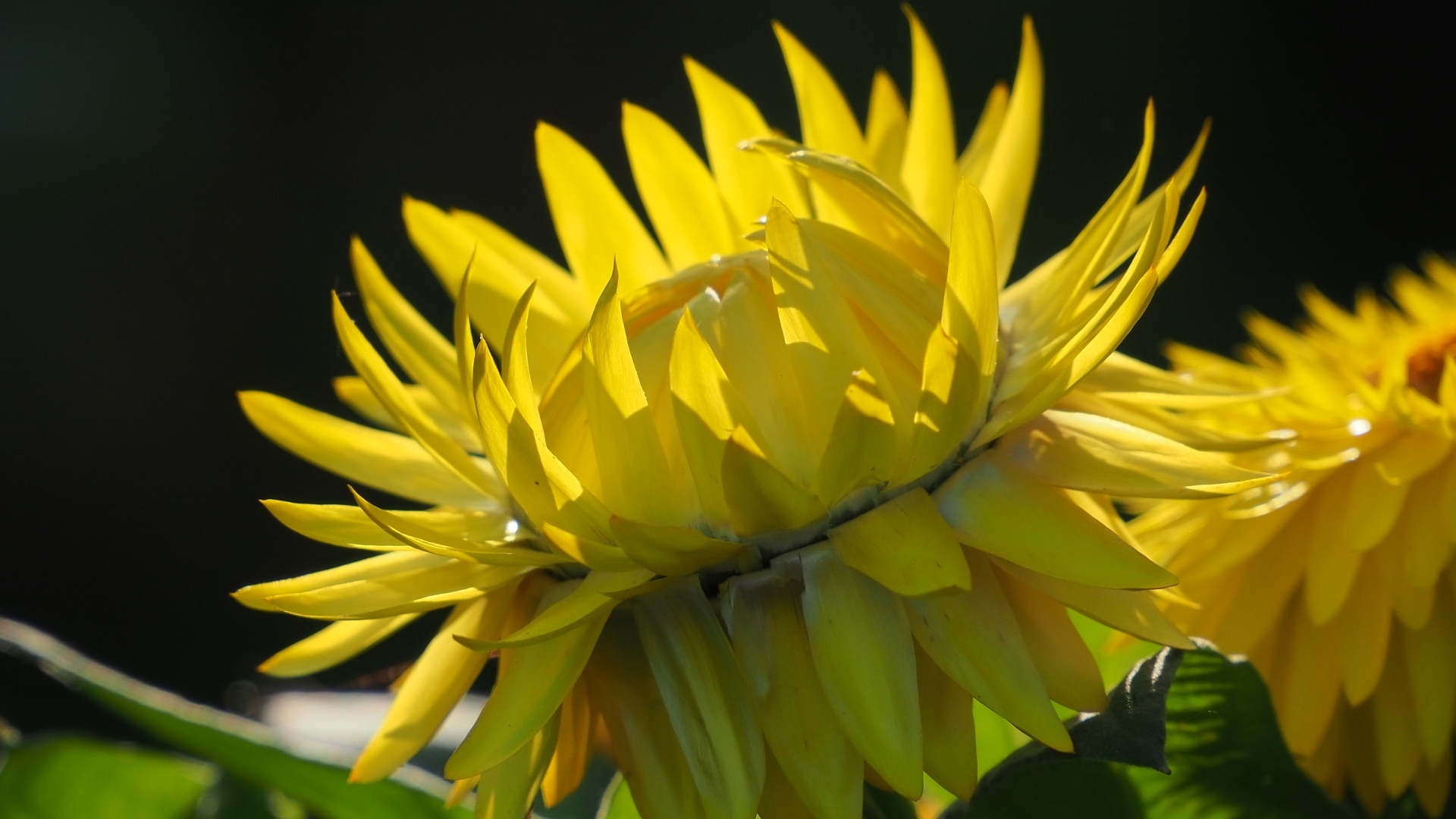 Желтый садовый цветок на черном фоне