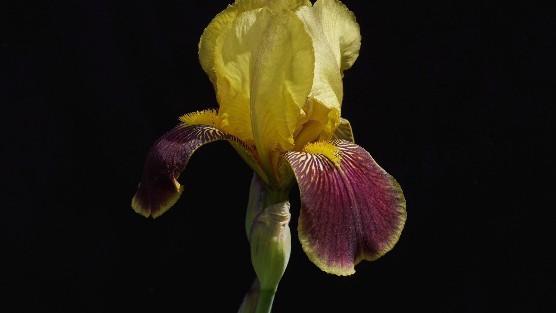 Желтый цветок ириса на черном фоне