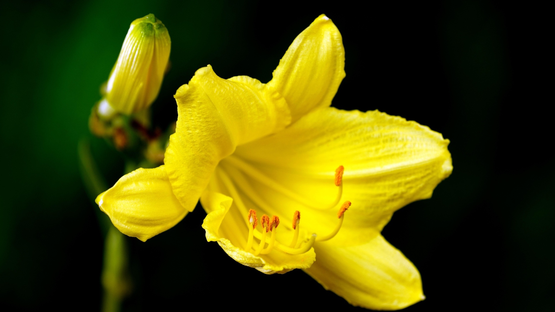 Желтая лилия с бутоном на черном фоне