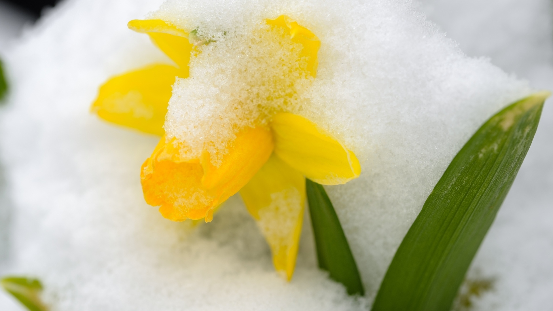 Желтый цветок нарцисса в белом снегу