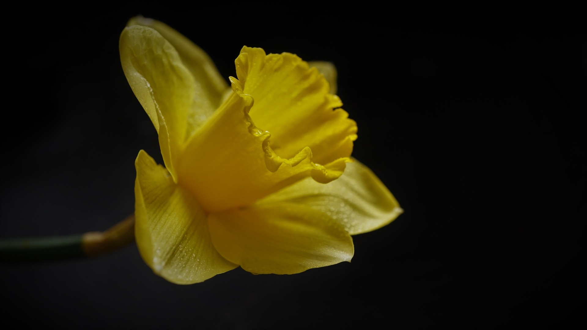 Желтый цветок нарцисса на черном фоне
