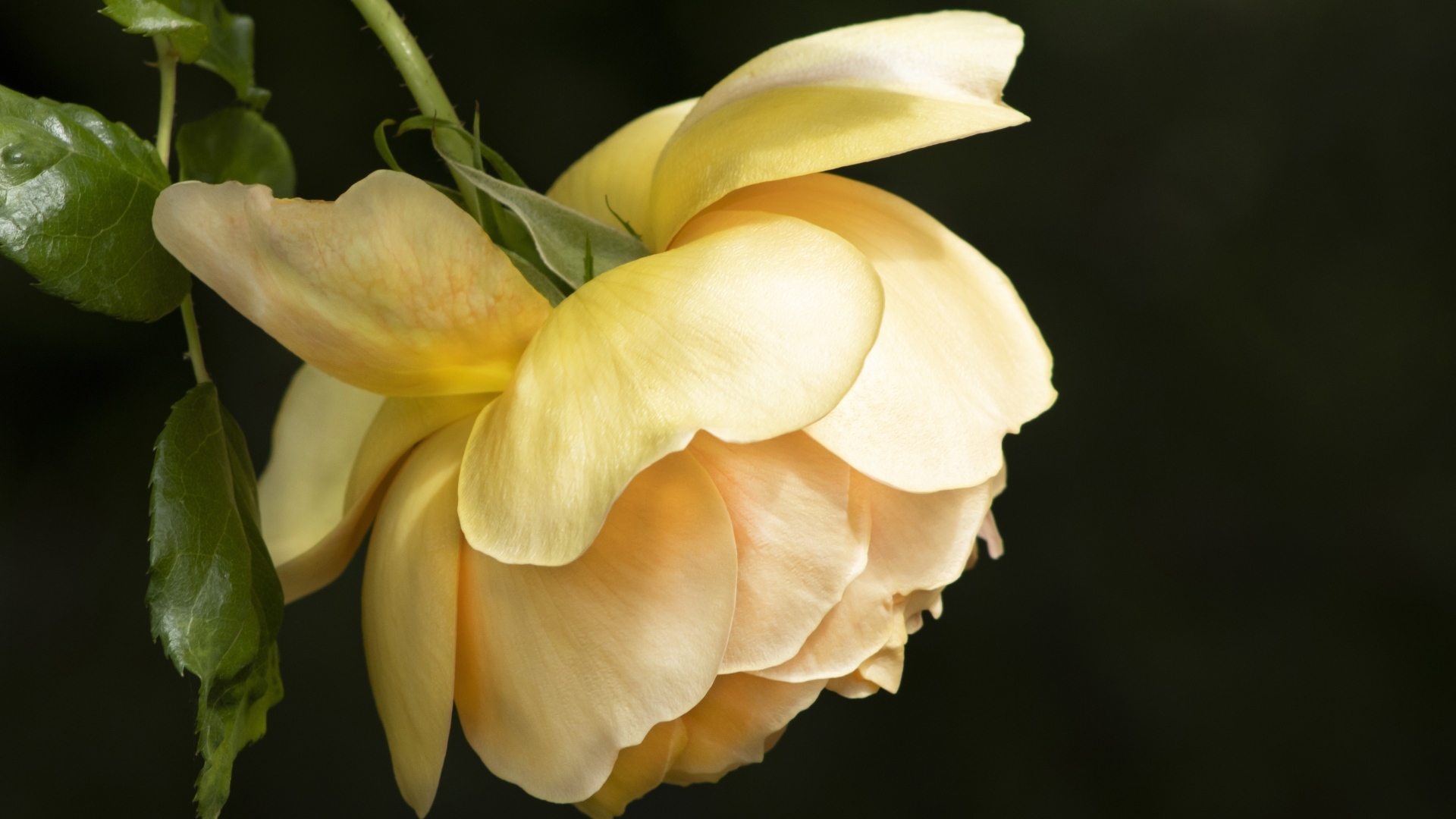 Желтая сорванная роза на черном фоне