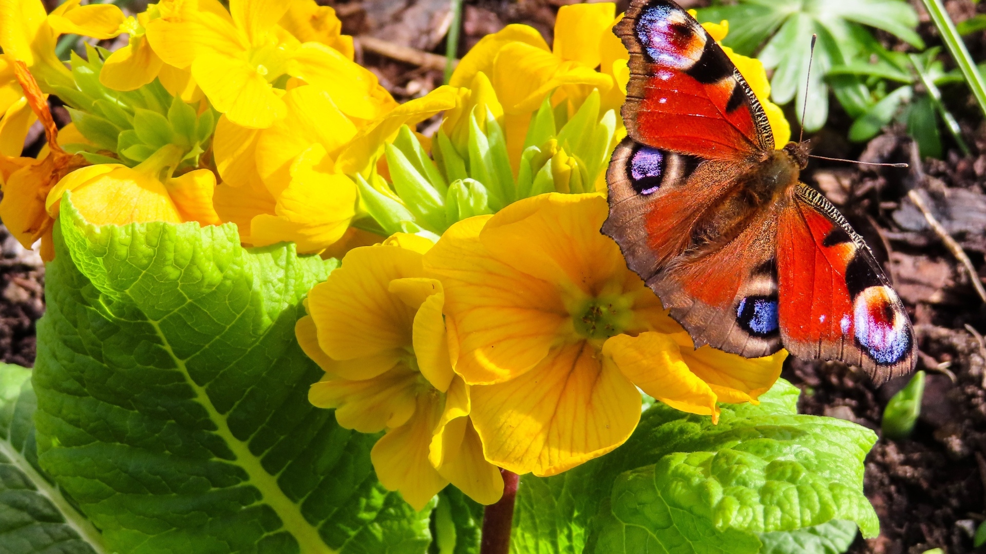 Желтые цветы примулы с бабочкой