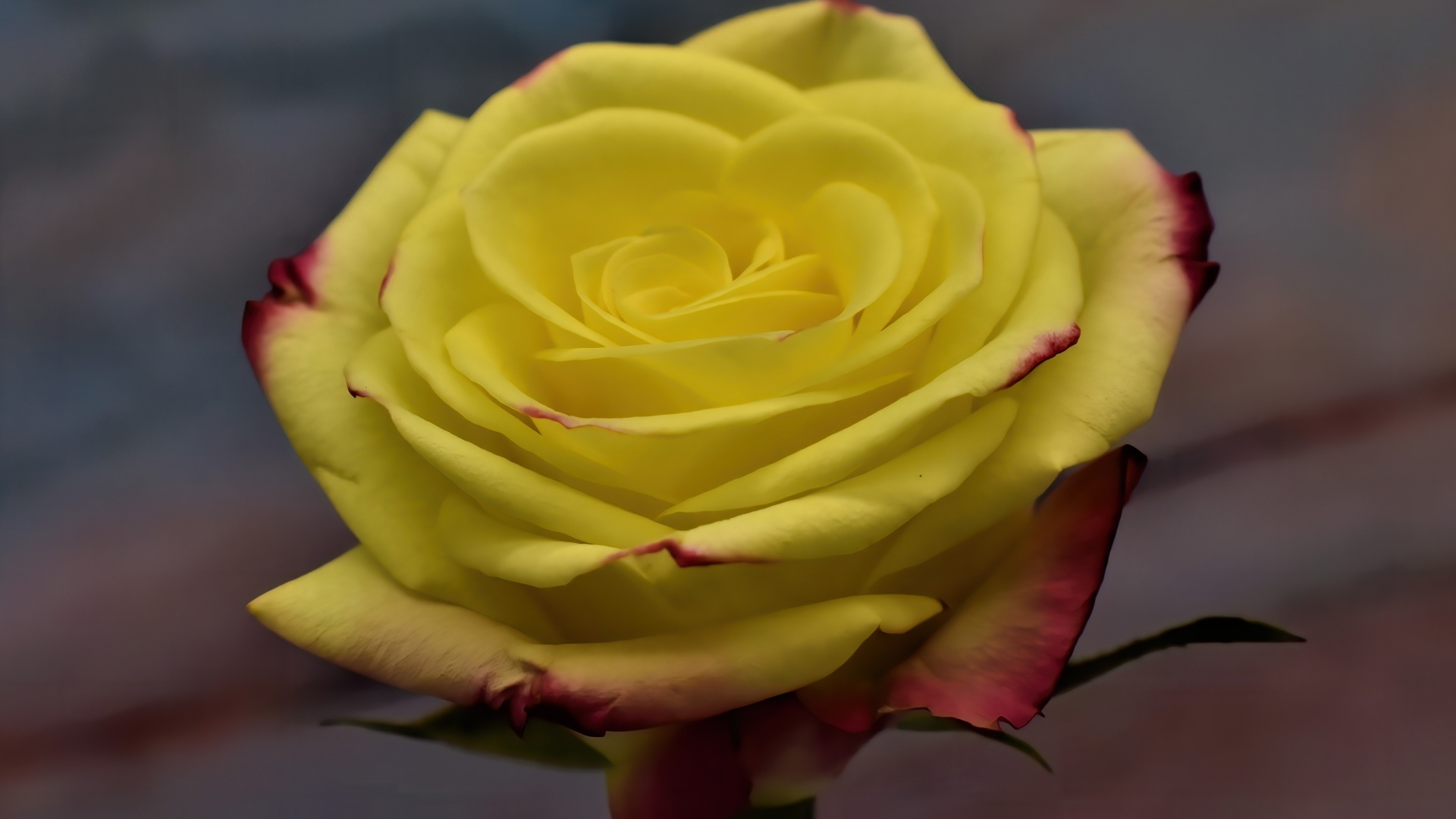 Желтая роза с красными краями на лепестках 