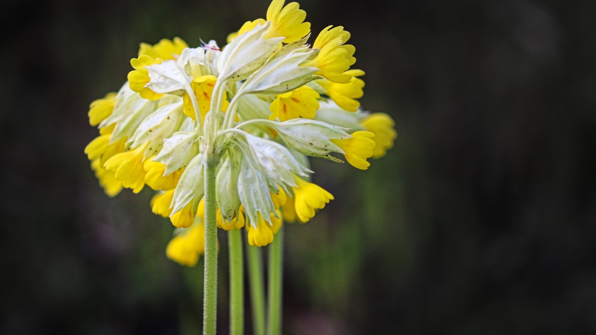 Желтые цветы примула весенняя