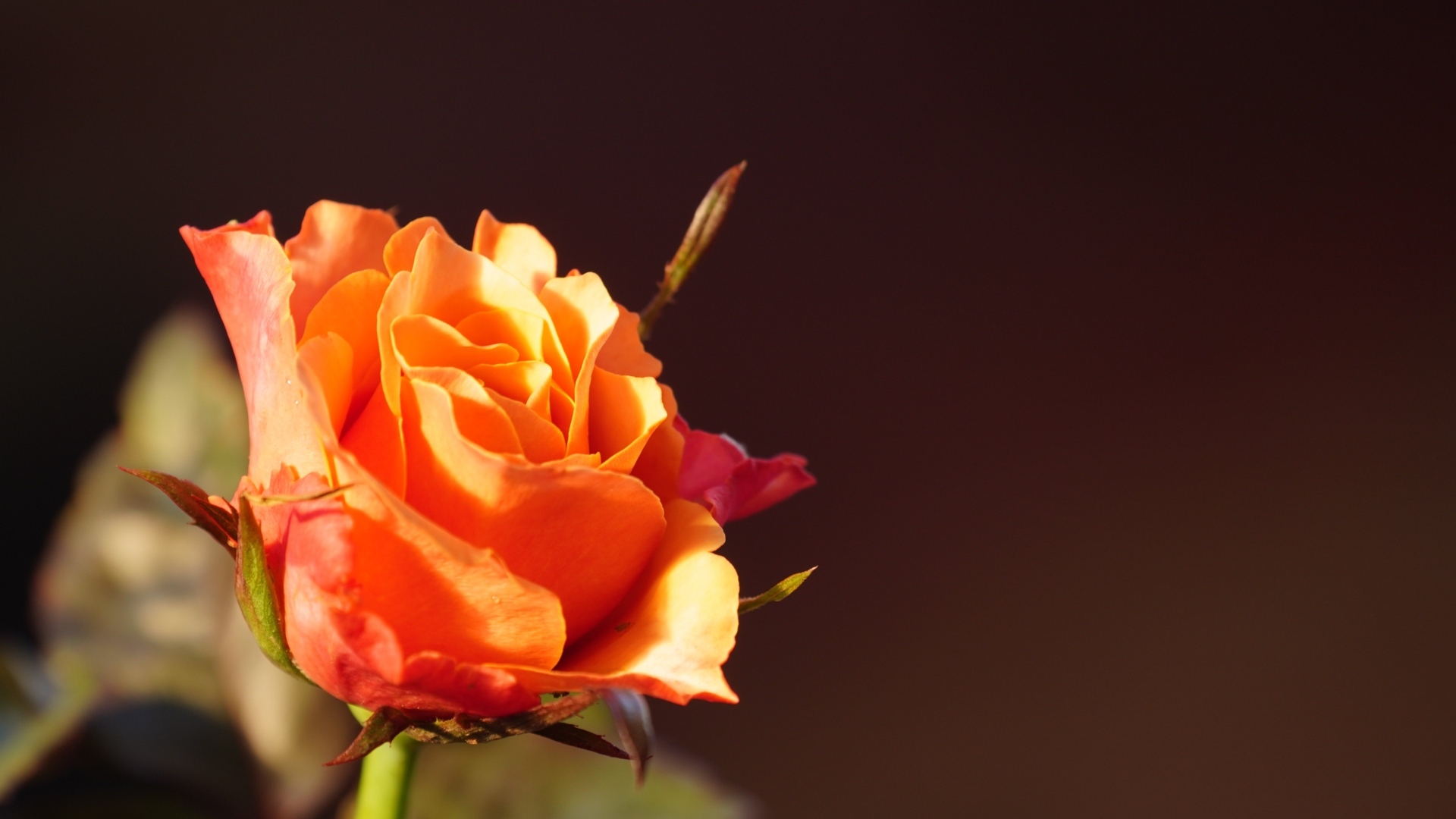 Оранжевая роза в лучах солнца