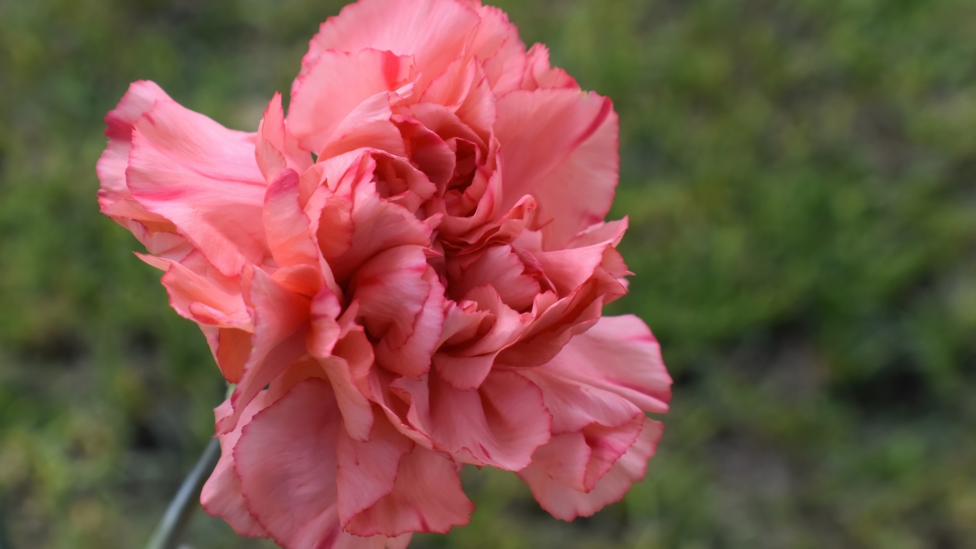 Розовая гвоздика крупным планом