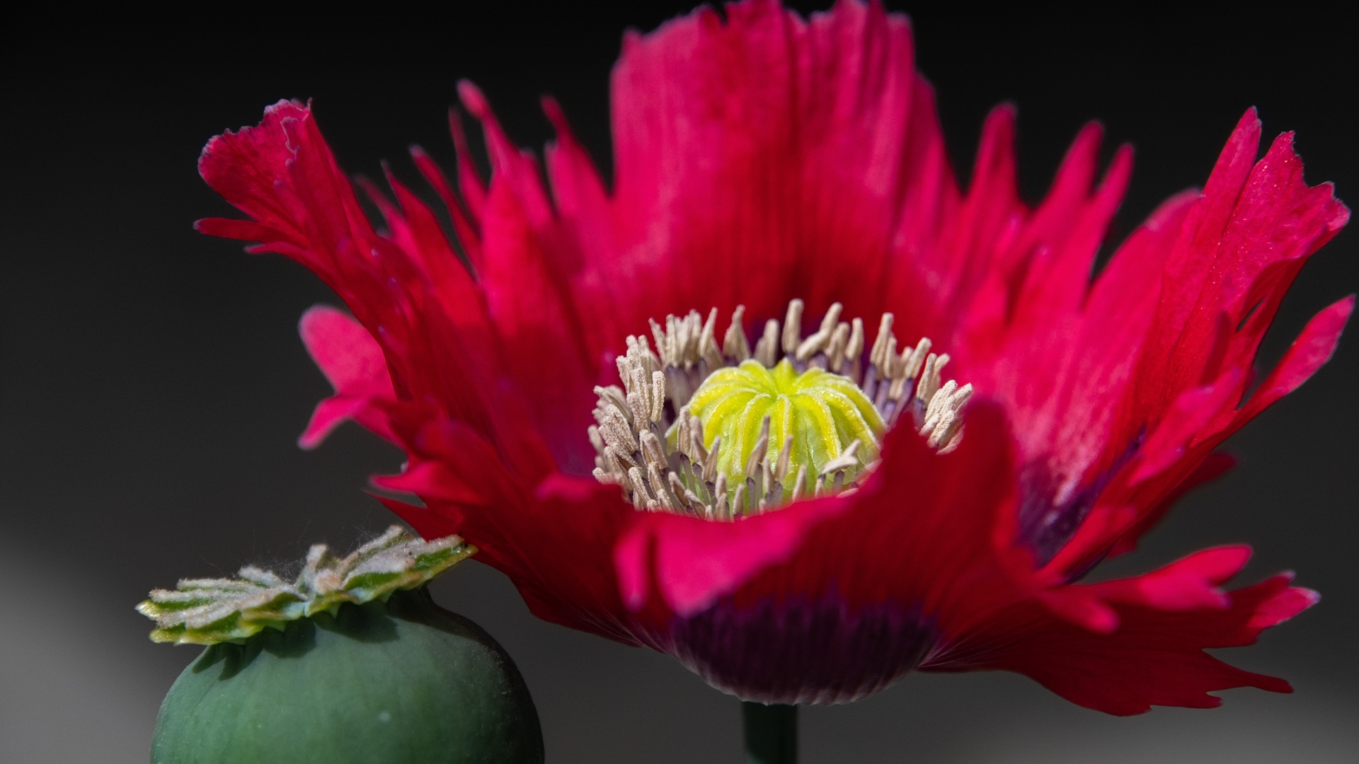 Розовый садовый декоративный мак 