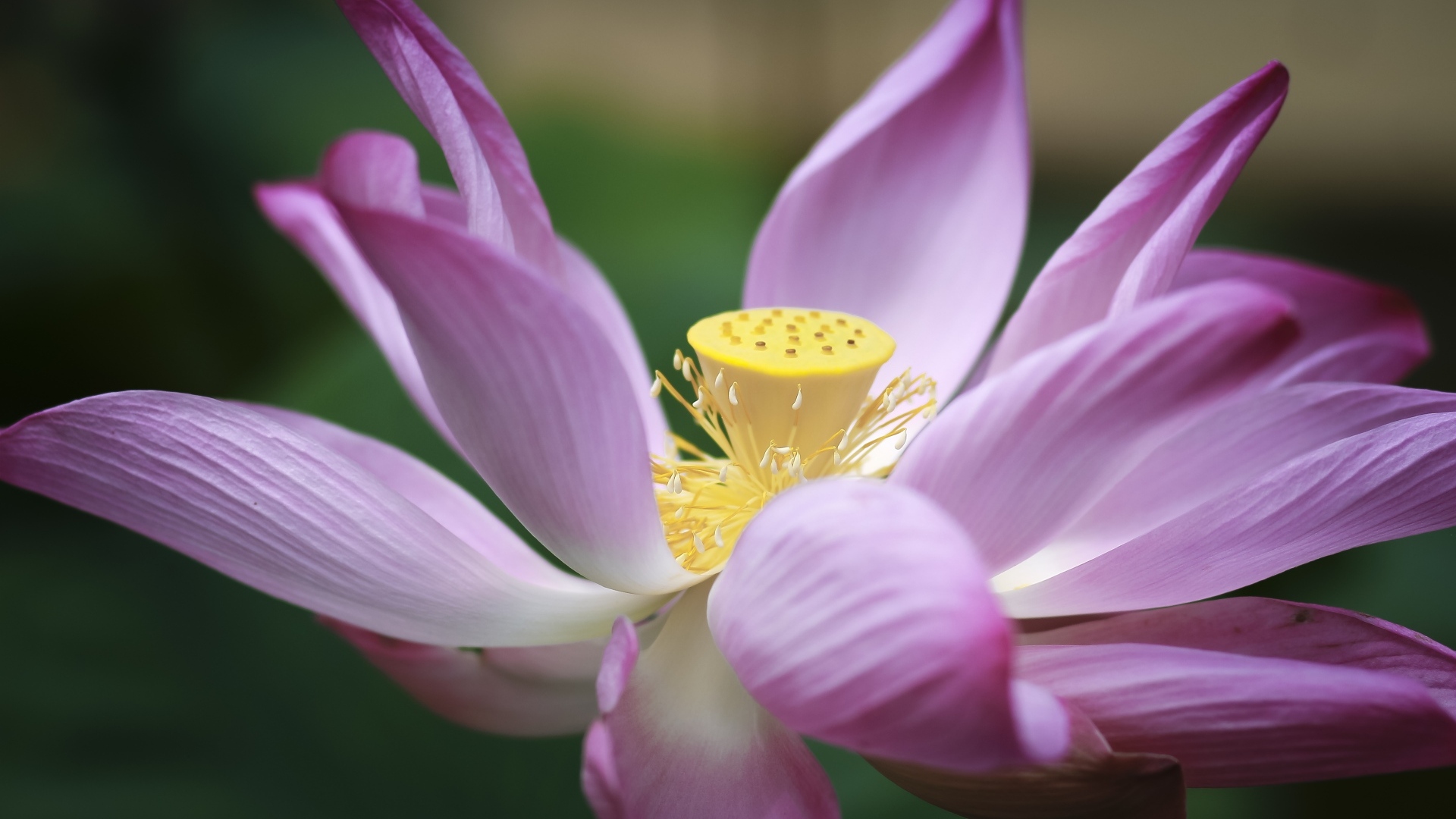 Розовый цветок лотоса крупным планом