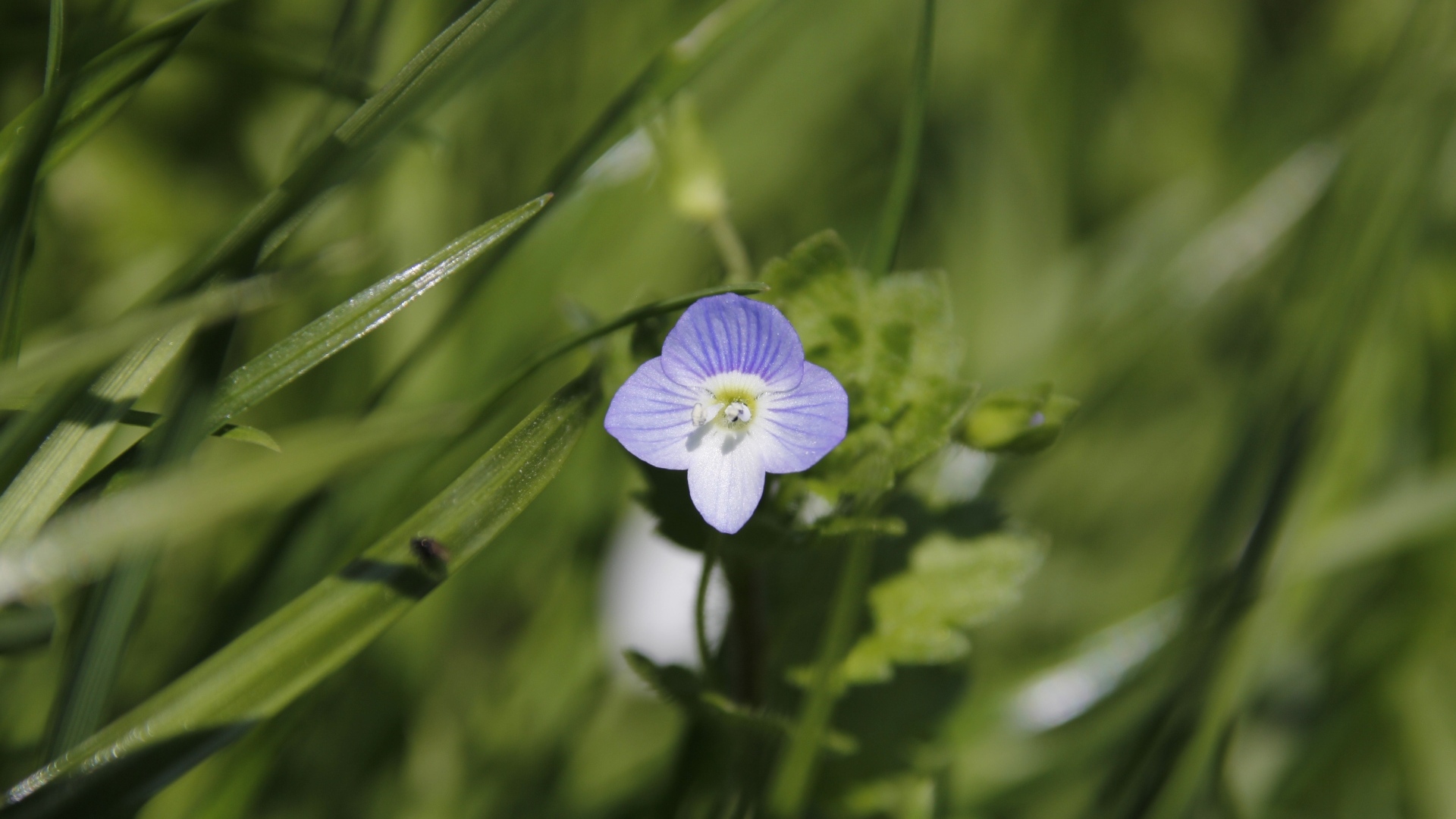 Маленький фиолетовый цветок гипсофилы