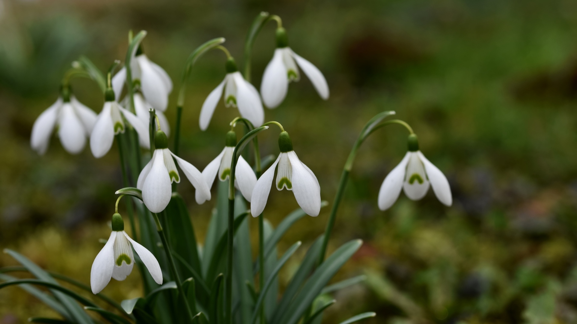 Маленькие цветы подснежника весной