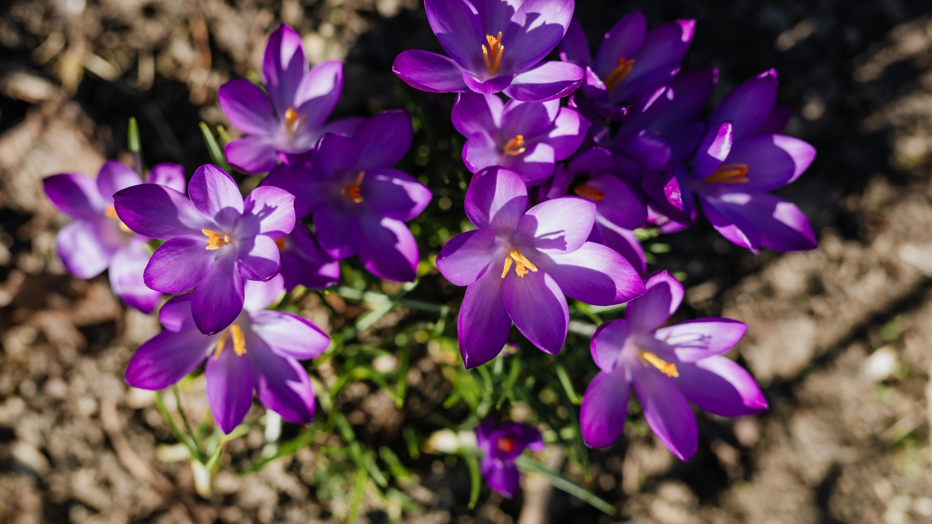 Маленькие весенние фиолетовые крокусы вид сверху