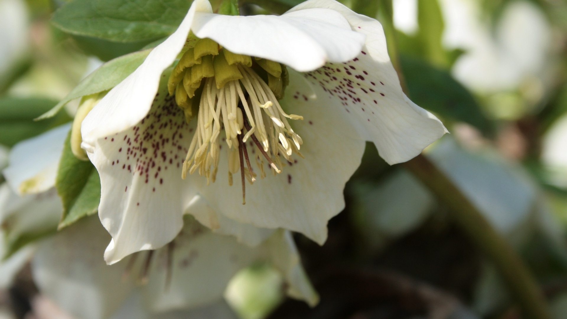 Пятнистый белый цветок морозник