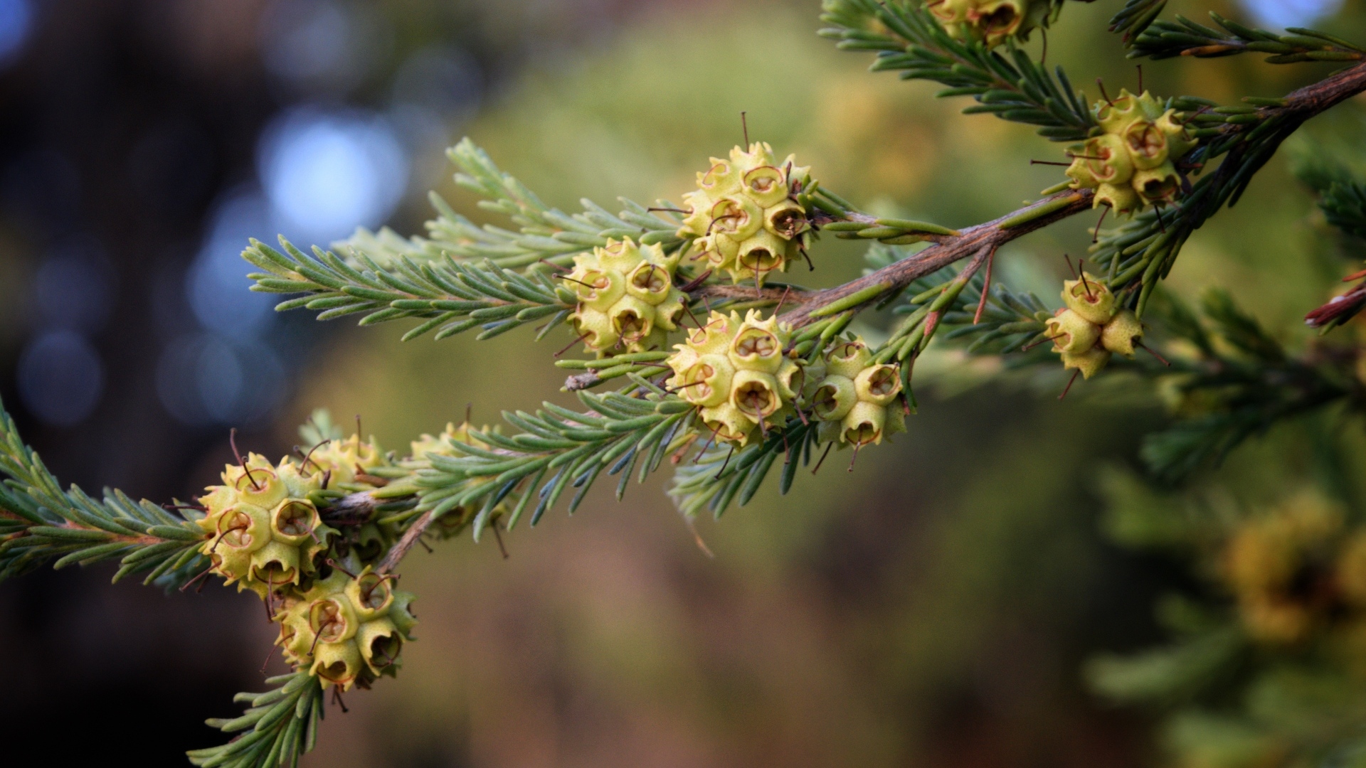 Зеленая ветка ели с семенами