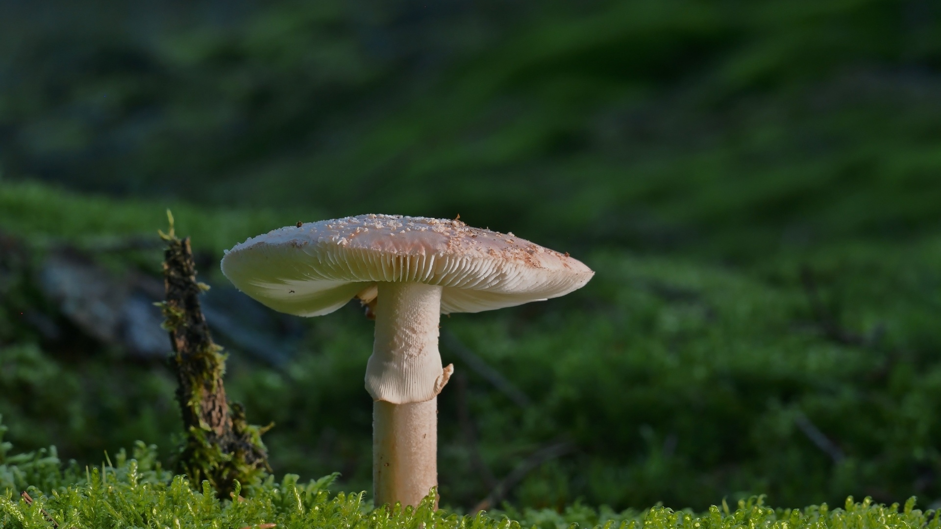 Большой гриб растет на покрытой зеленым мхом земле