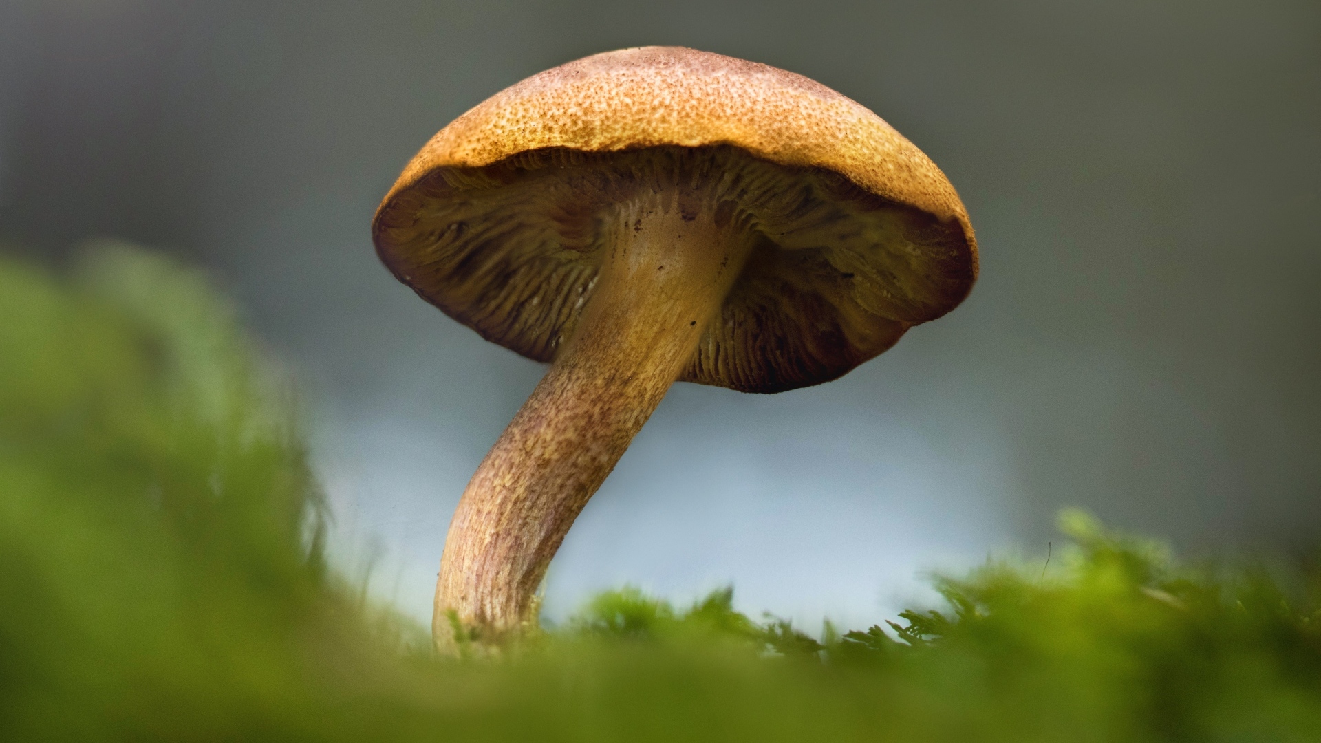 Большой гриб на покрытой зеленым мхом земле