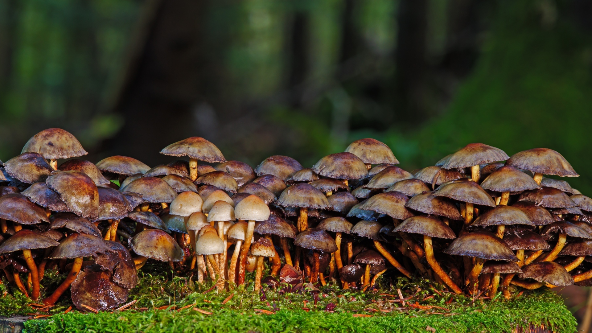 Много поганок в осеннем лесу