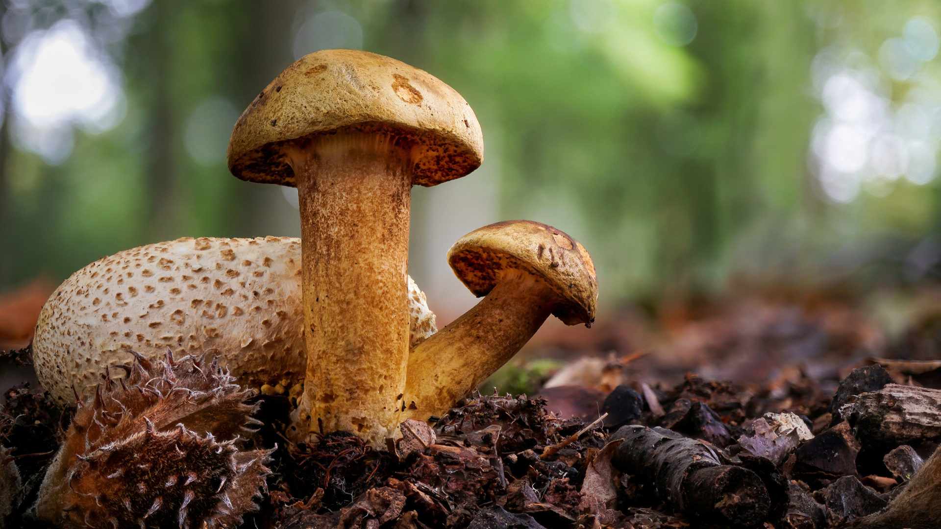 Гриб Моховик паразитный крупным планом